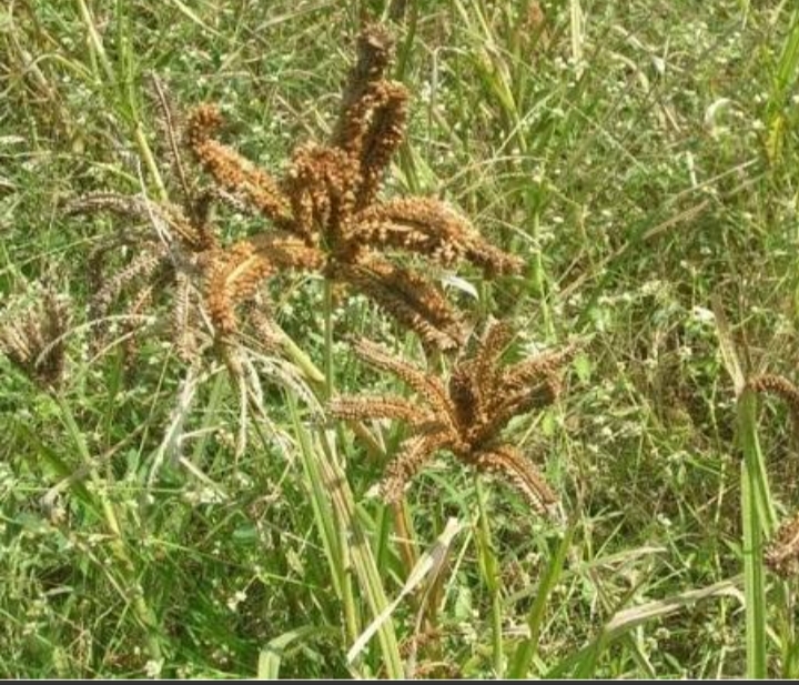 Eleusine Cultivation Revival Boosts Incomes in Rugongo Zone
