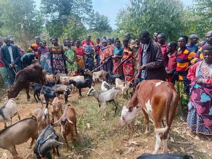 Tangara Commune Boosts Household Development Through Livestock Redistribution
