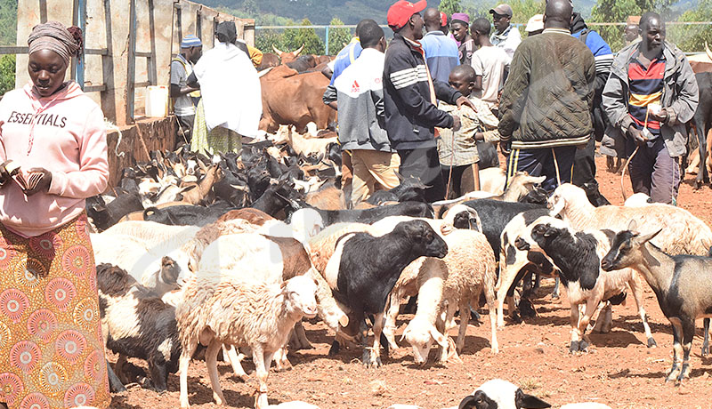 Rutegama Cattle Market Faces Pre-Festival Slump Amidst Soaring Prices