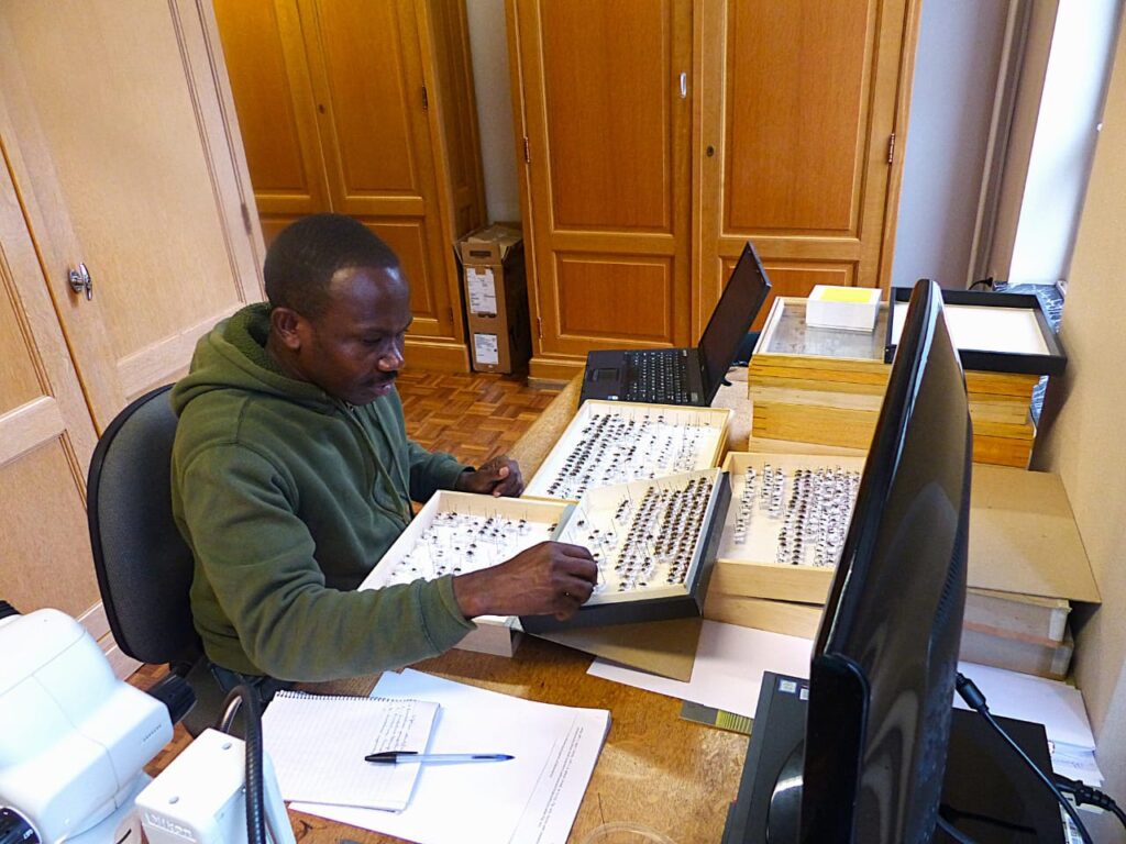 The Silent Crisis: How Declining Bee Populations Threaten Burundi's Ecosystems and Economy