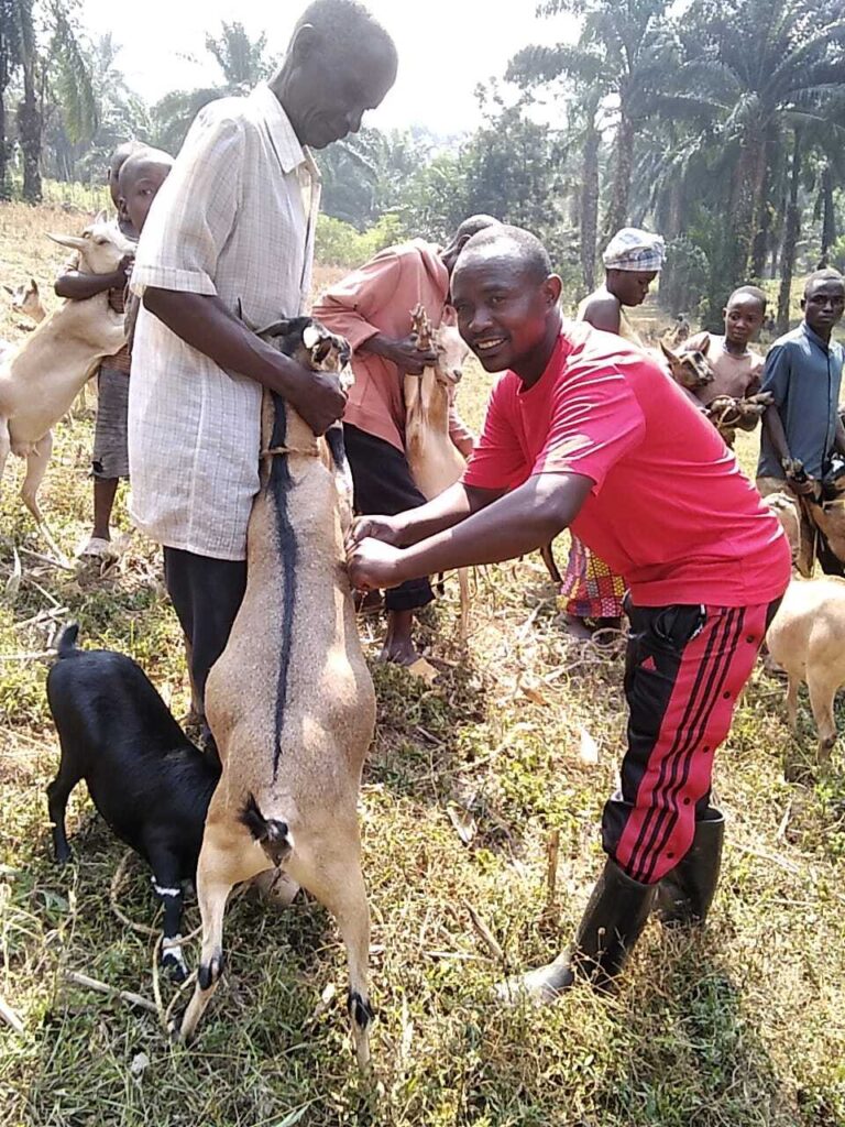 Vaccination Campaign Launched in Muramba Zone to Boost Livestock Health and Development