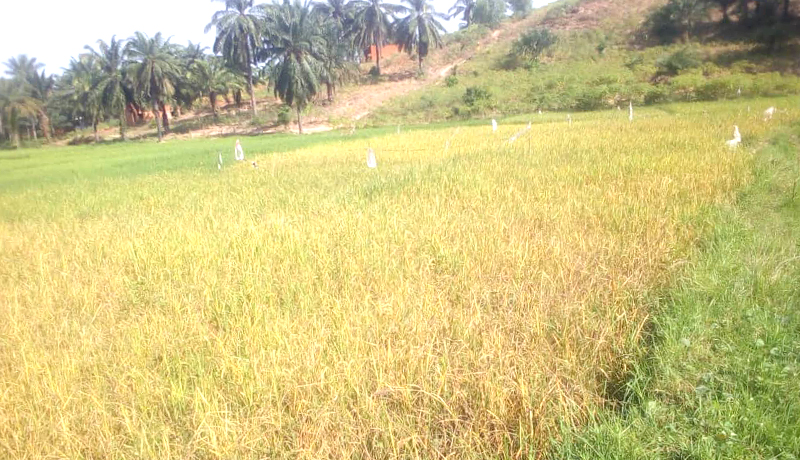 Burunga Province Faces Agricultural Decline Amid Fertilizer Shortages and Climate Woes