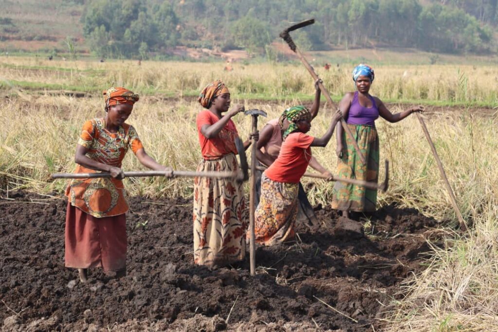 Nyakijima Marshland Farmers Reap Bountiful Harvests Through Communal Farming and Modern Techniques
