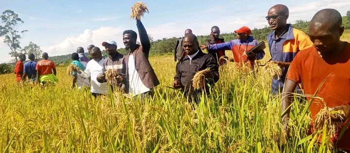 Muhanga Authorities Urge Farmers to Prioritize Harvest for Consumption