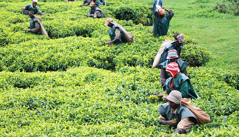 Burundi's Tea Sector Faces Crisis Amidst Low Prices, Input Shortages, and State Company Woes