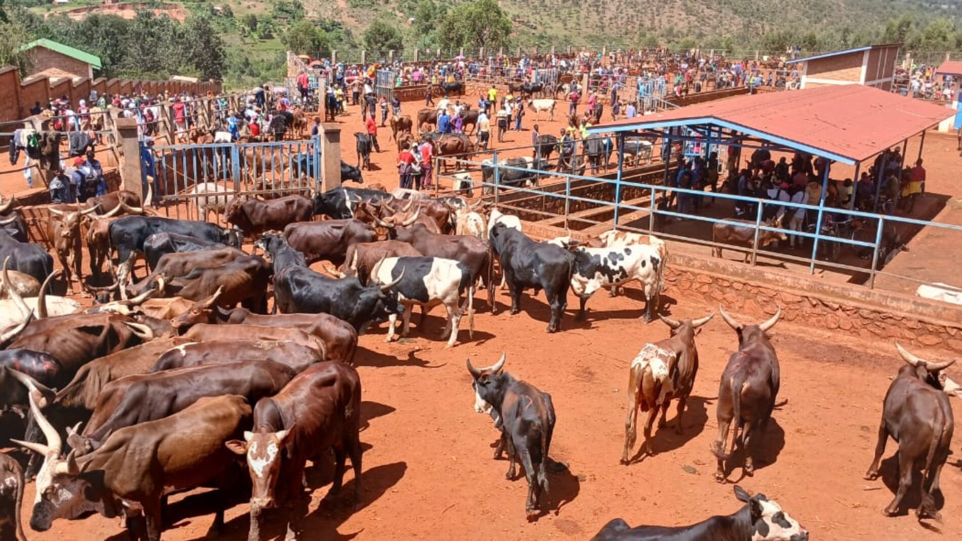 Rutegama Livestock Market Faces Water Crisis, Hygiene Concerns Mount