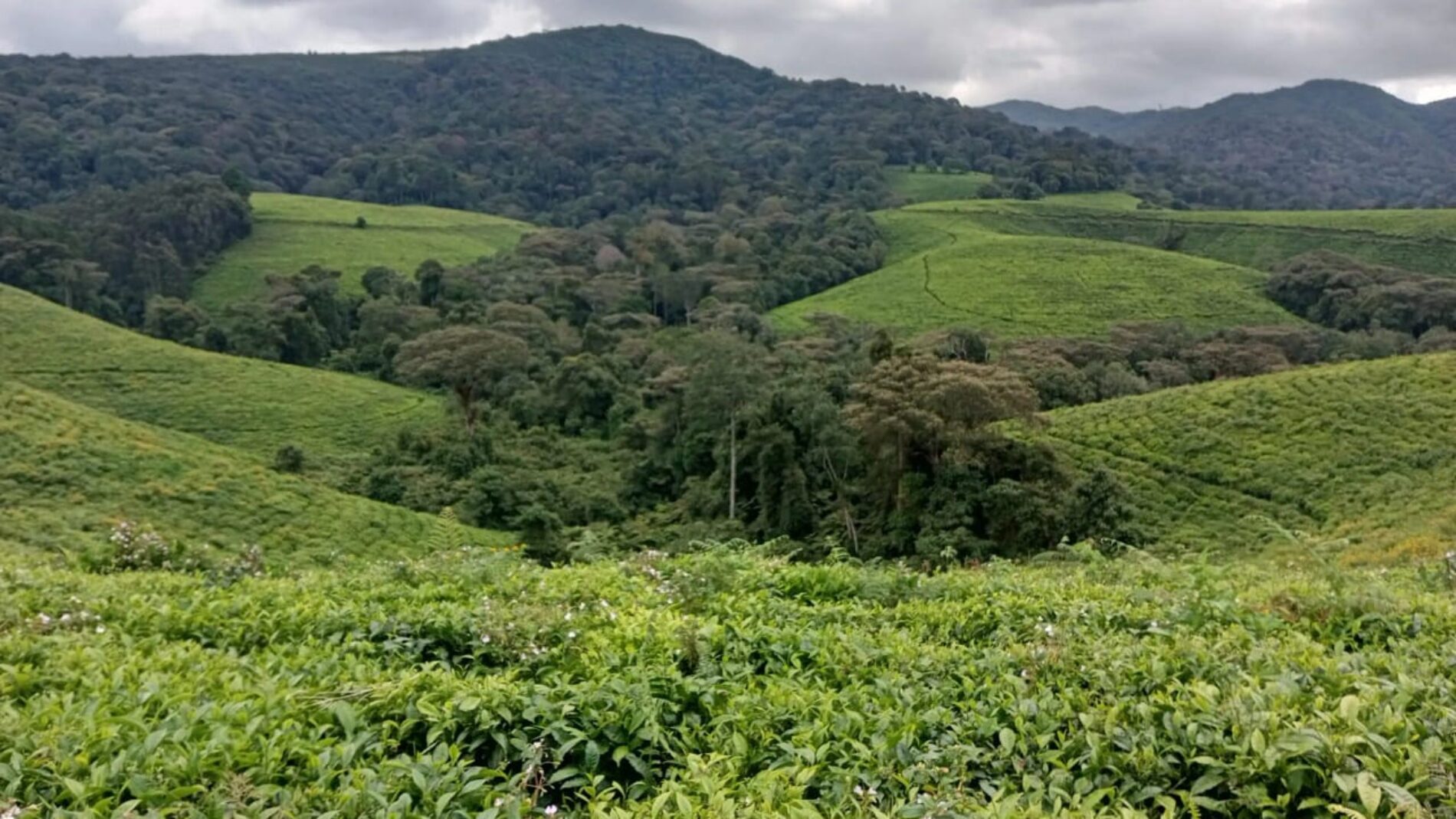 Burundi's Tea Production Plummets 30% Amidst Producer Challenges