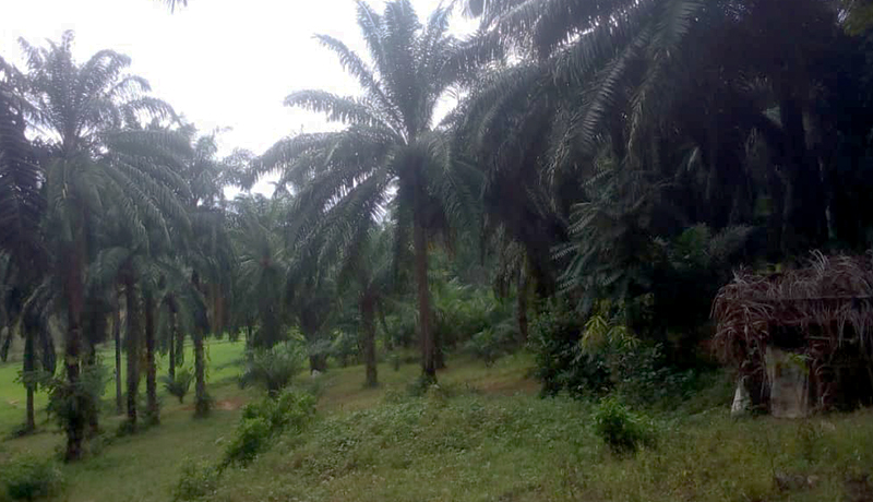 Land Conflicts Erupt in Rumonge as Repatriates Claim Ancestral Lands